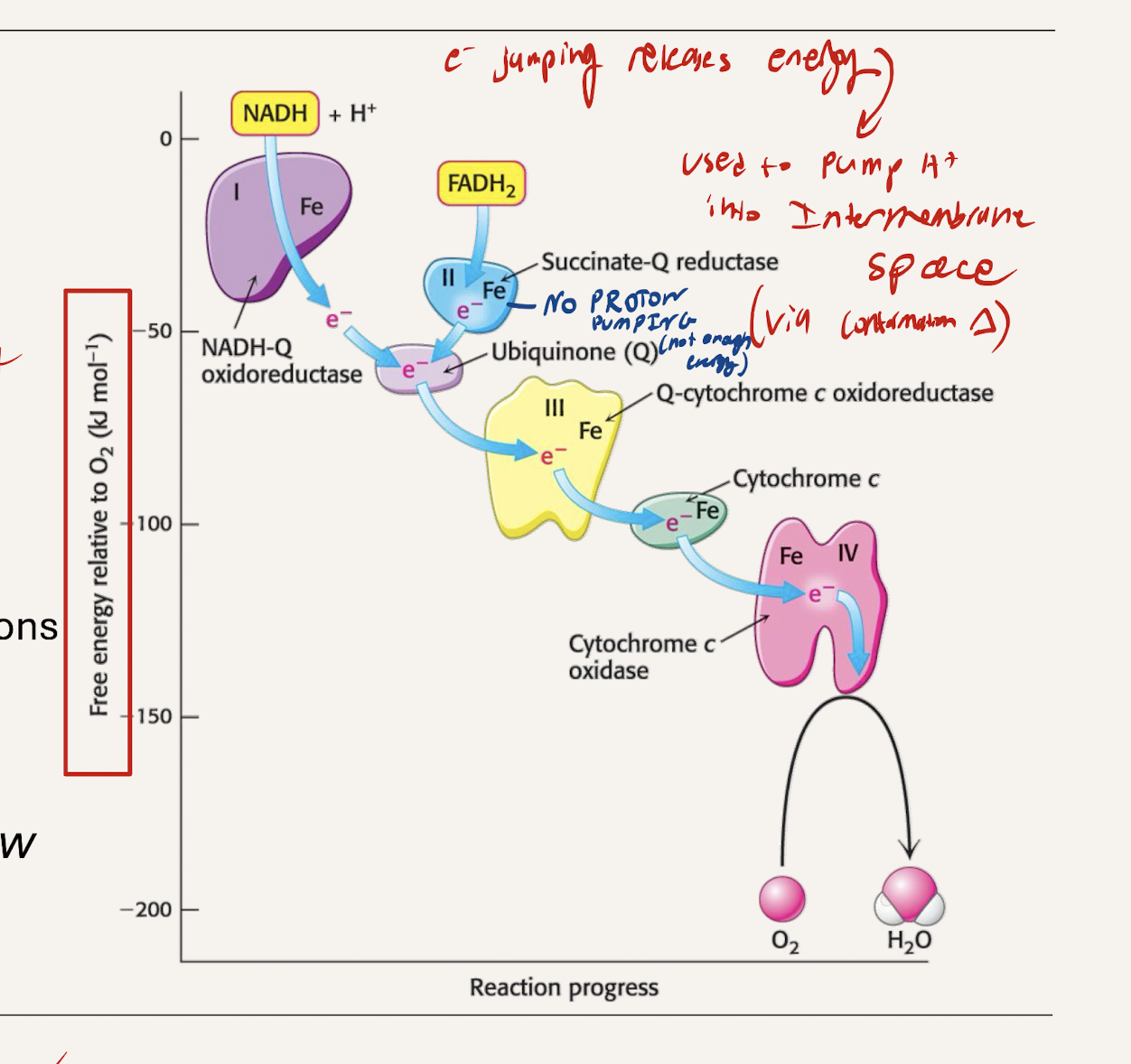 <p>STEEPEST energy drop (C4 to O2)</p><ul><li><p>Forms H2O (final electron acceptor)</p></li><li><p>Uses the energy to pump protons</p></li></ul><p></p>
