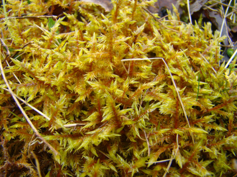 <p>reddish brown stem, leaves yellowish</p>