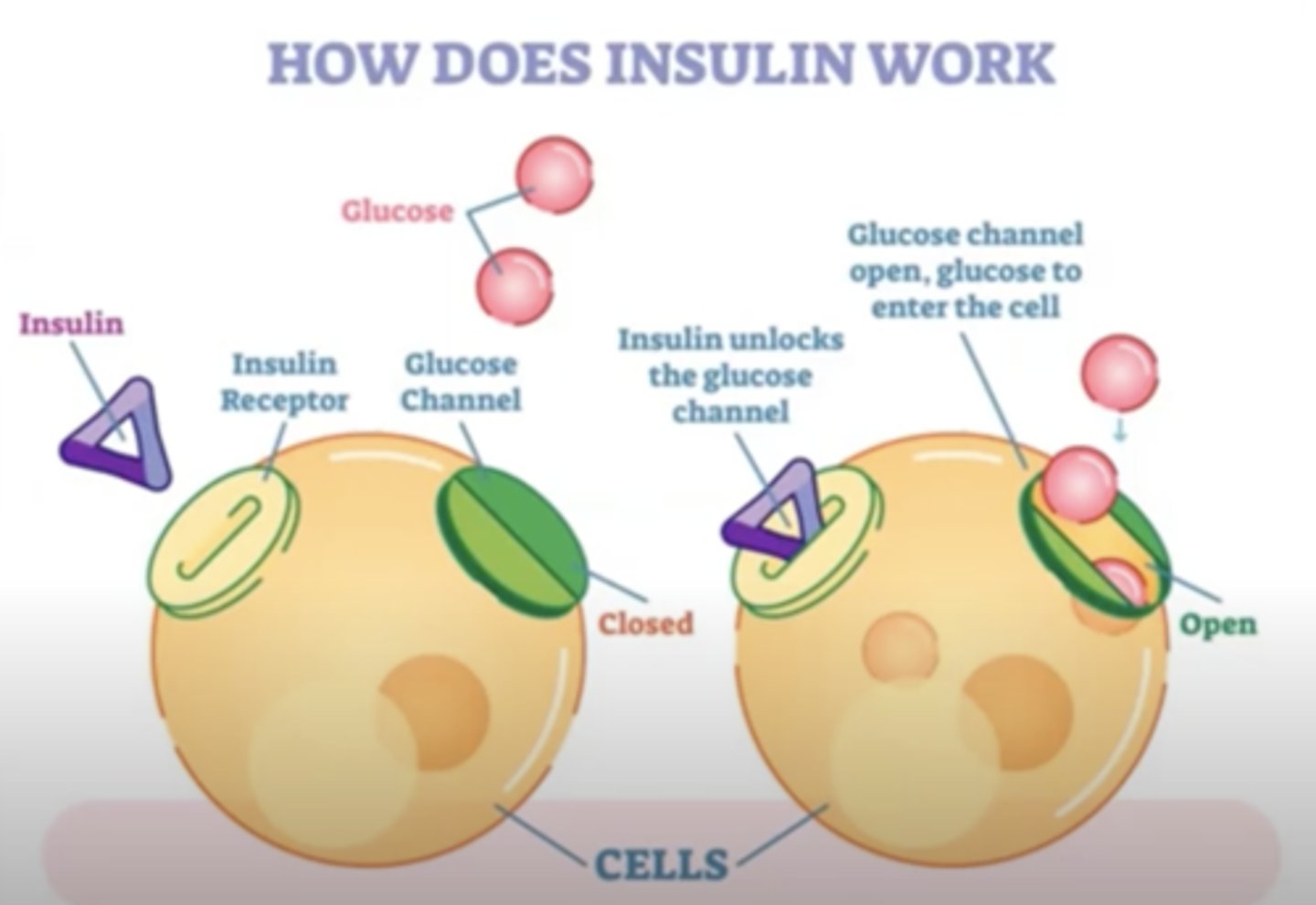 <p>WHen insulin binds, the channel opens, allowing glucose to leave blood and enter cells</p>