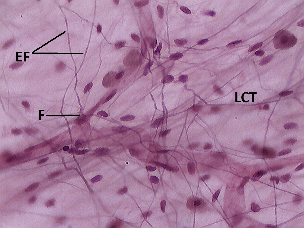 <p>loose areolar CT </p>