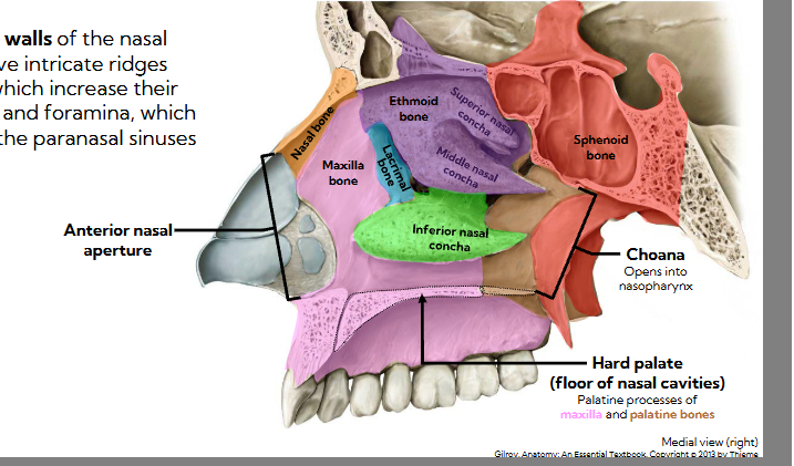 <ul><li><p><span style="background-color: transparent;"><span>The lateral walls of the nasal cavities have intricate ridges (conchae), which increase their surface areas, and foramina, which connect with the paranasal sinuses</span></span></p><ul><li><p><span style="background-color: transparent;"><span>Anterior nasal aperture -openings</span></span></p></li><li><p><span style="background-color: transparent;"><span>Maxilla bone makes huge chunk of lateral bone</span></span></p></li><li><p><span style="background-color: transparent;"><span>Nasal bone makes bridge</span></span></p></li><li><p><span style="background-color: transparent;"><span>Lacrimal bone</span></span></p></li><li><p><span style="background-color: transparent;"><span>Inferior nasal concha</span></span></p></li><li><p><span style="background-color: transparent;"><span>Ethmoid bone: superior nasal concha and middle nasal concha</span></span></p></li><li><p><span style="background-color: transparent;"><span>Hard palate: palatine processes of palatine bones and maxilla </span></span></p></li><li><p><span style="background-color: transparent;"><span>Spehnoid bone has choana - opening into nasopharynx</span></span></p></li></ul></li></ul><p></p>