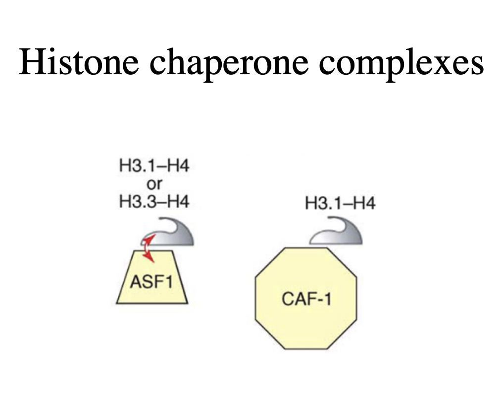 <ul><li><p>large multi-subunit complexes</p></li></ul><p></p>