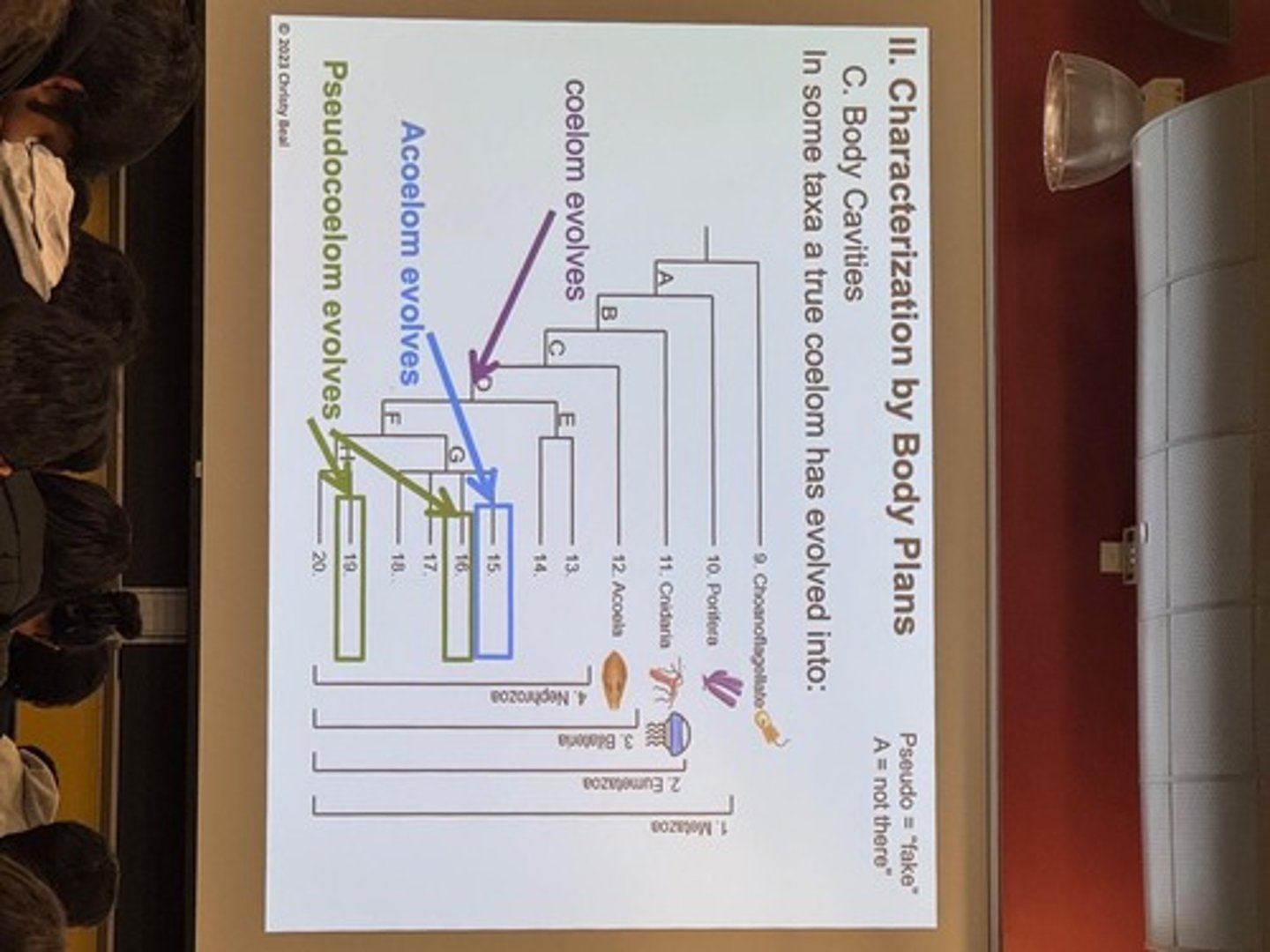 <p>A lineage that diverges early in the history of a group.</p>