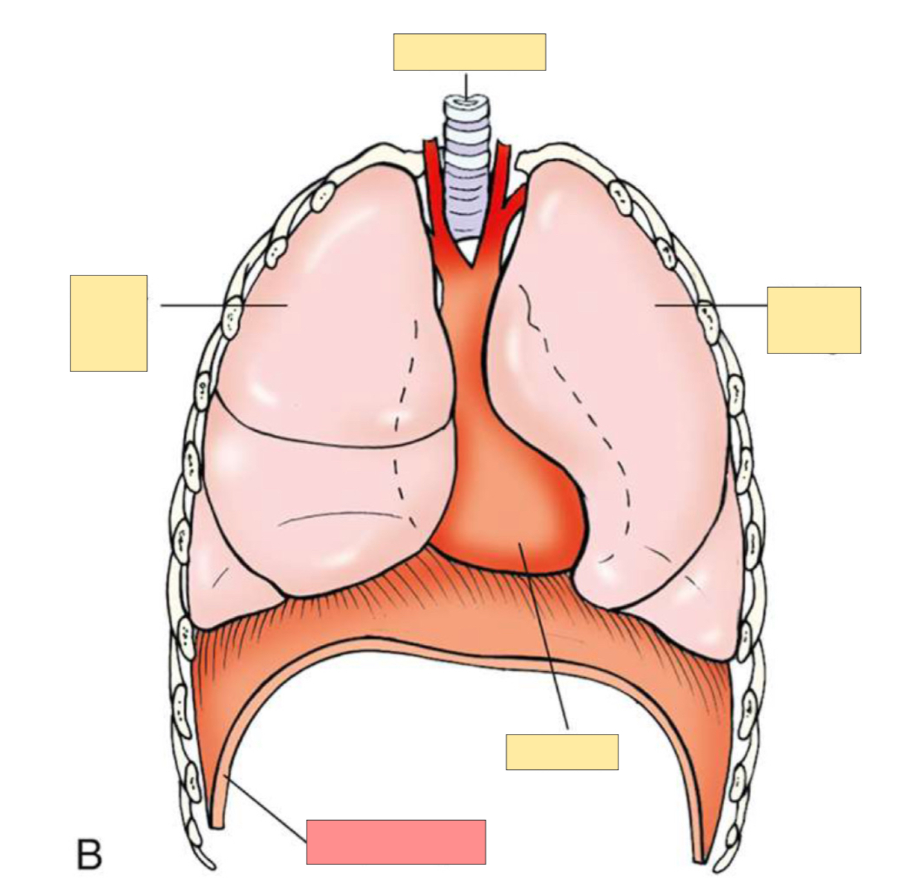 <p>What body part is this?</p>