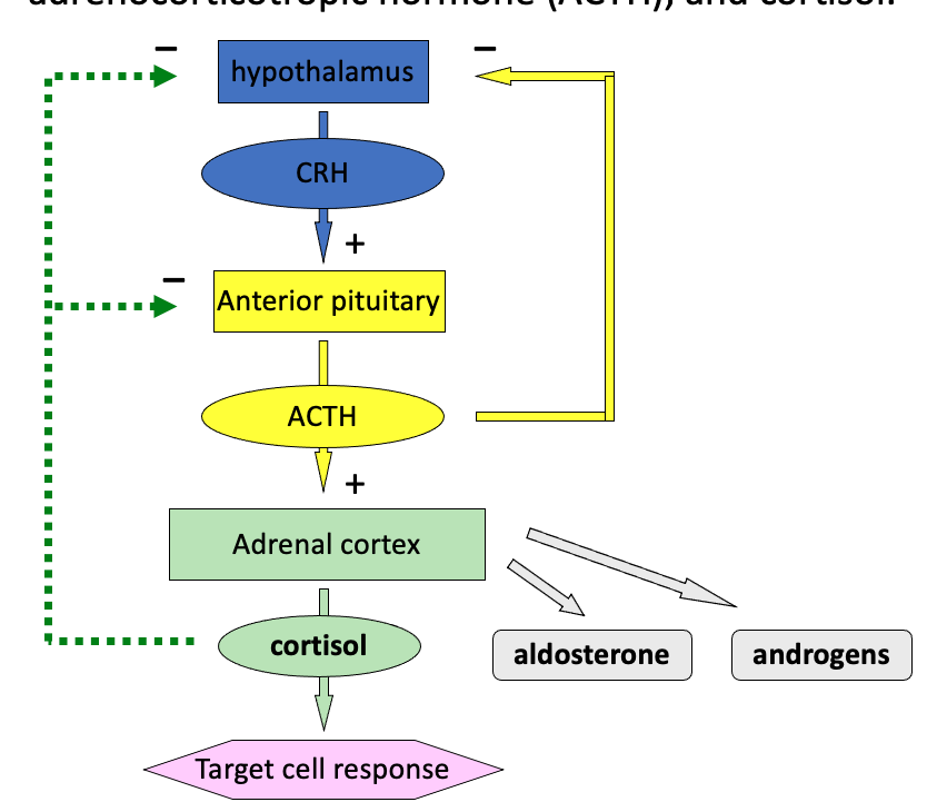 <p><span>Hypothalamus-pituitary-adrenal axis</span></p><p><span>Includes: </span></p><ul><li><p><span>corticotropin-releasing hormone (CRH)</span></p></li><li><p><span>adrenocorticotropic hormone (ACTH)</span></p></li><li><p><span>cortisol</span></p></li></ul><p></p>