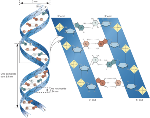 <ul><li><p>? is stabilized by hydrogen bonding btw <strong>complementary bases</strong></p><ul><li><p>A bonded to T by 2 hydrogen bonds</p></li><li><p>C bonded to G by 3 hydrogen bonds</p></li></ul></li><li><p>base stacking</p><ul><li><p>within the DNA, the bases are oriented so that the flattened regions face each other</p></li></ul></li></ul><p></p>