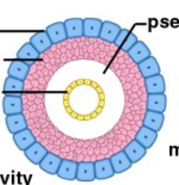 <p>pseudoceolomates</p>