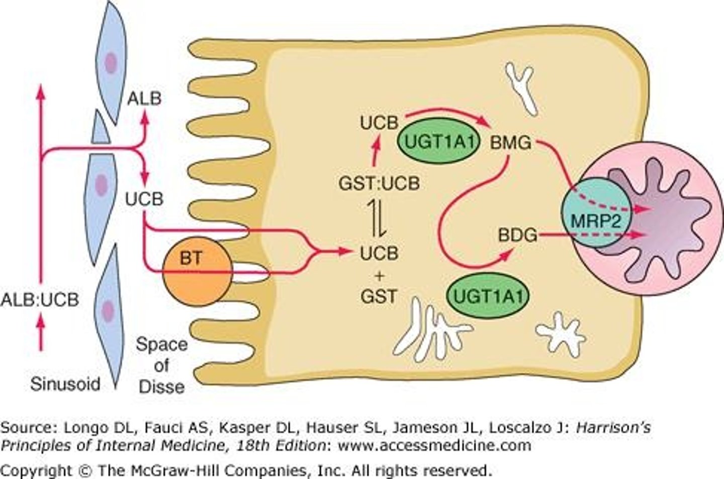 <p>Atazanavir is an antiretroviral protease inhibitor that inhibits UGT1A1-glucuronidation of bilirubin, particularly in UGT1A1 poor metabolizers.</p>