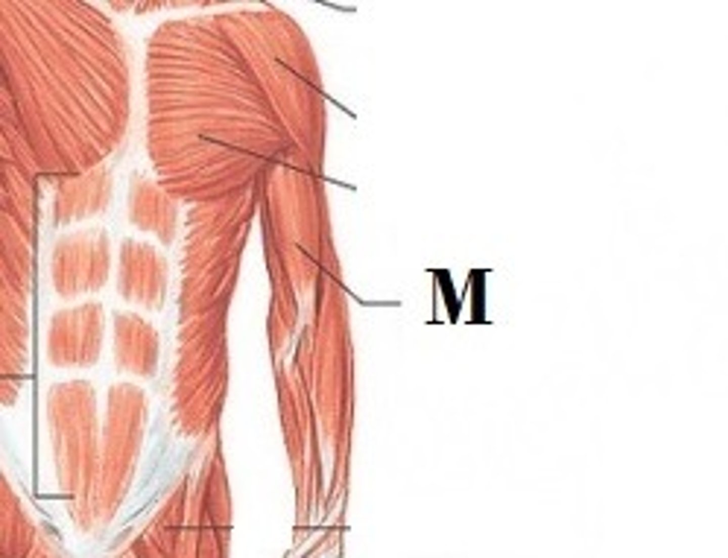 <p>DEFINITION</p><p>Flexes the elbow.</p>