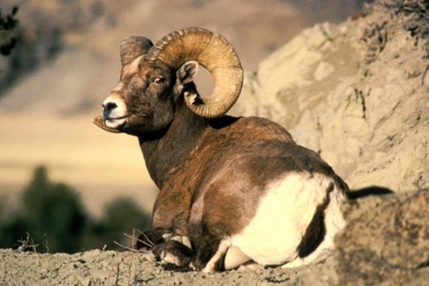 <p>bighorn sheep</p>