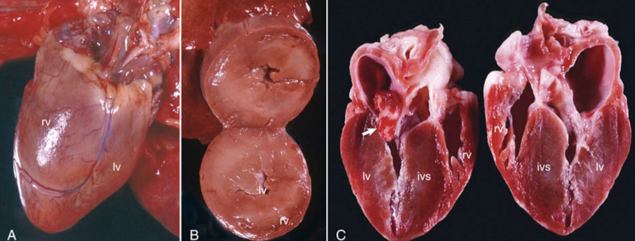<p>What is this an example of?</p>