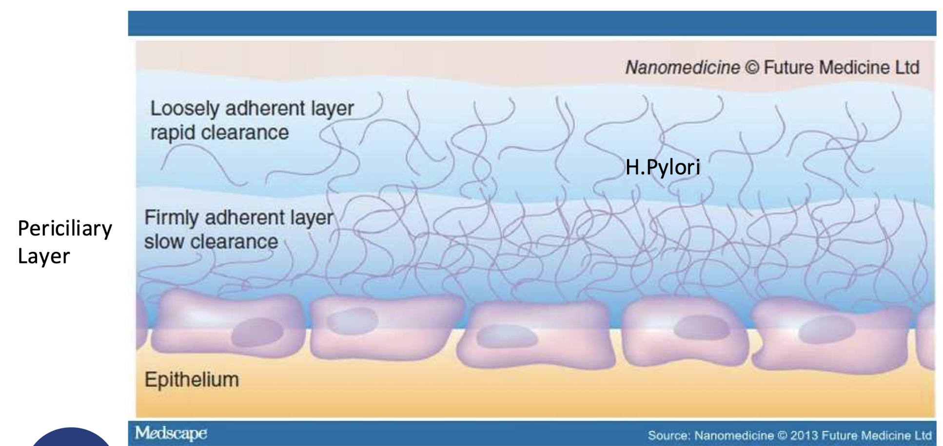 <p><strong>Components:</strong></p><ol><li><p><strong>Water</strong></p></li><li><p><strong>Secreted mucins</strong></p></li><li><p><strong>Tethered mucins</strong></p></li><li><p><strong>Trefoil factors</strong></p></li></ol><p><strong>Functions:</strong></p><ol><li><p><strong>Protective barrier</strong></p></li><li><p><strong>Molecular sieve</strong></p></li><li><p><strong>Lubrication</strong></p></li></ol><p></p>