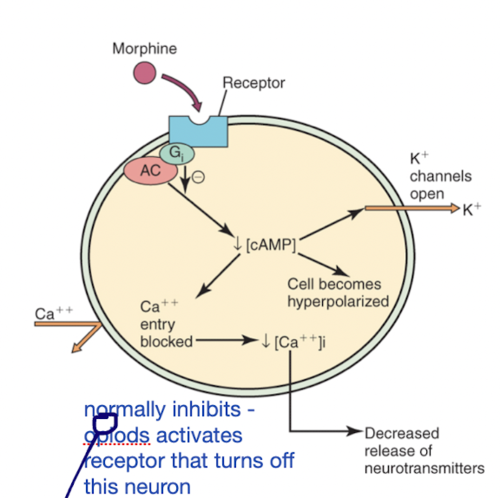 inhibit adenylyl cyclase (decreased cAMP)
open K+ channels and close Ca channels