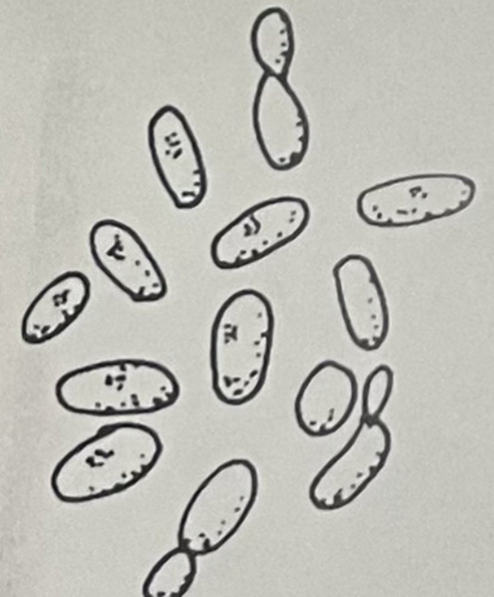 <ol><li><p>Do not form psudohyphe</p></li><li><p>Tiney cells</p></li><li><p>Micky mouse ears when bud</p></li></ol><p></p>