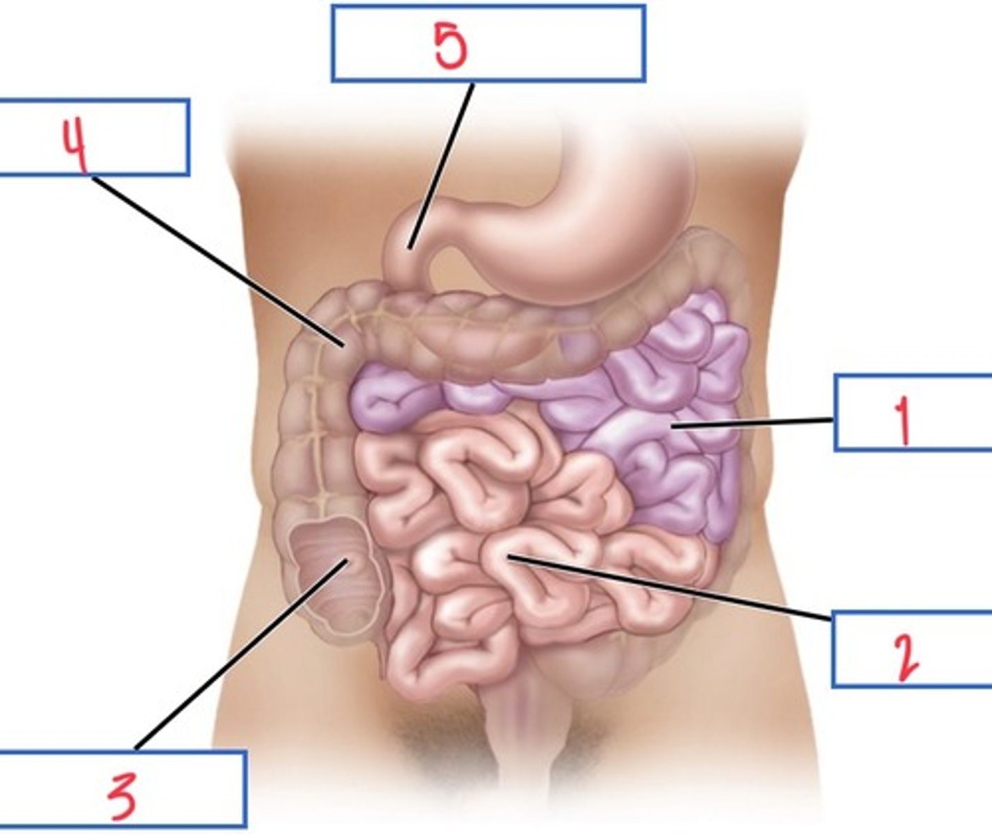 <p>What structure associated with the small intestine is 5?</p>