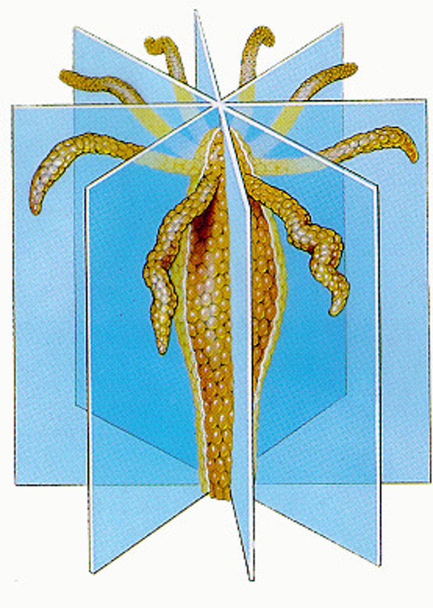 <p>arrangement of body parts around a central axis, usually sessile (attached) or planktonic (drifting) life, no left and right sides, nor front or back, equips sea creatures to experience the environment equally from all directions</p>