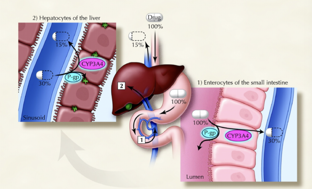 <p>Biologisk tillgänglighet (F) anger hur mycket av LM som når systemkretsloppet och påverkas av 2 variabler:</p><ul><li><p><strong>Absorptionsgrad</strong></p></li><li><p><strong>Presystemisk</strong> <strong>metabolism</strong> </p></li></ul><p>F = Given dos - ej absorberad dos - presystemiskt metaboliserad dos / totalt given dos. </p>