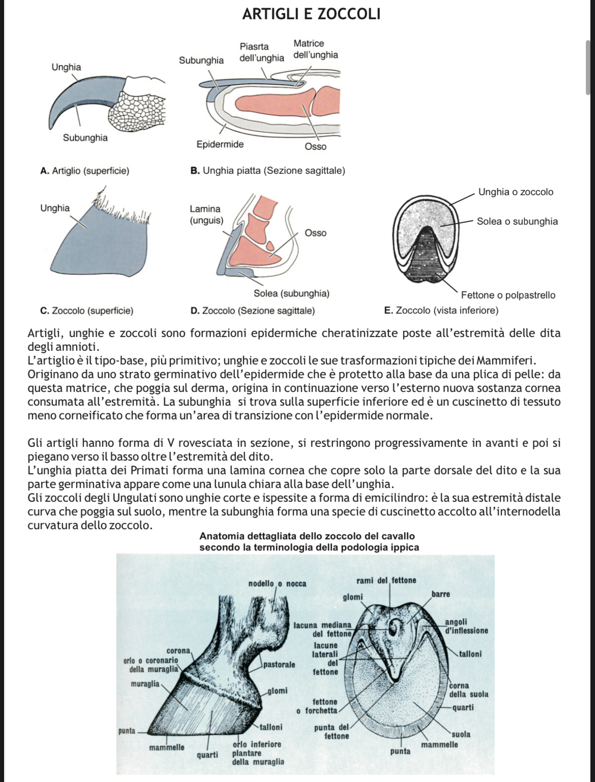 <p>Zoccolo</p>