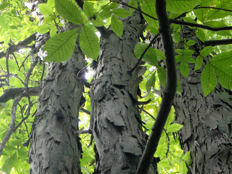 <p>Shagbark Hickory </p>