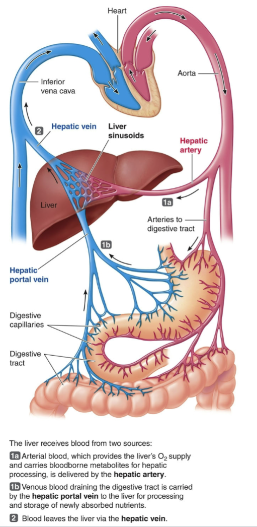 <p>unique circulatory pathway that directs blood from the digestive organs to the liver before it enters the general circulation</p><ul><li><p>ensures that the liver can process nutrients absorbed from the gut and <mark data-color="yellow" style="background-color: yellow; color: inherit">filter out any toxins before they reach the rest of the body</mark></p></li></ul><p></p>