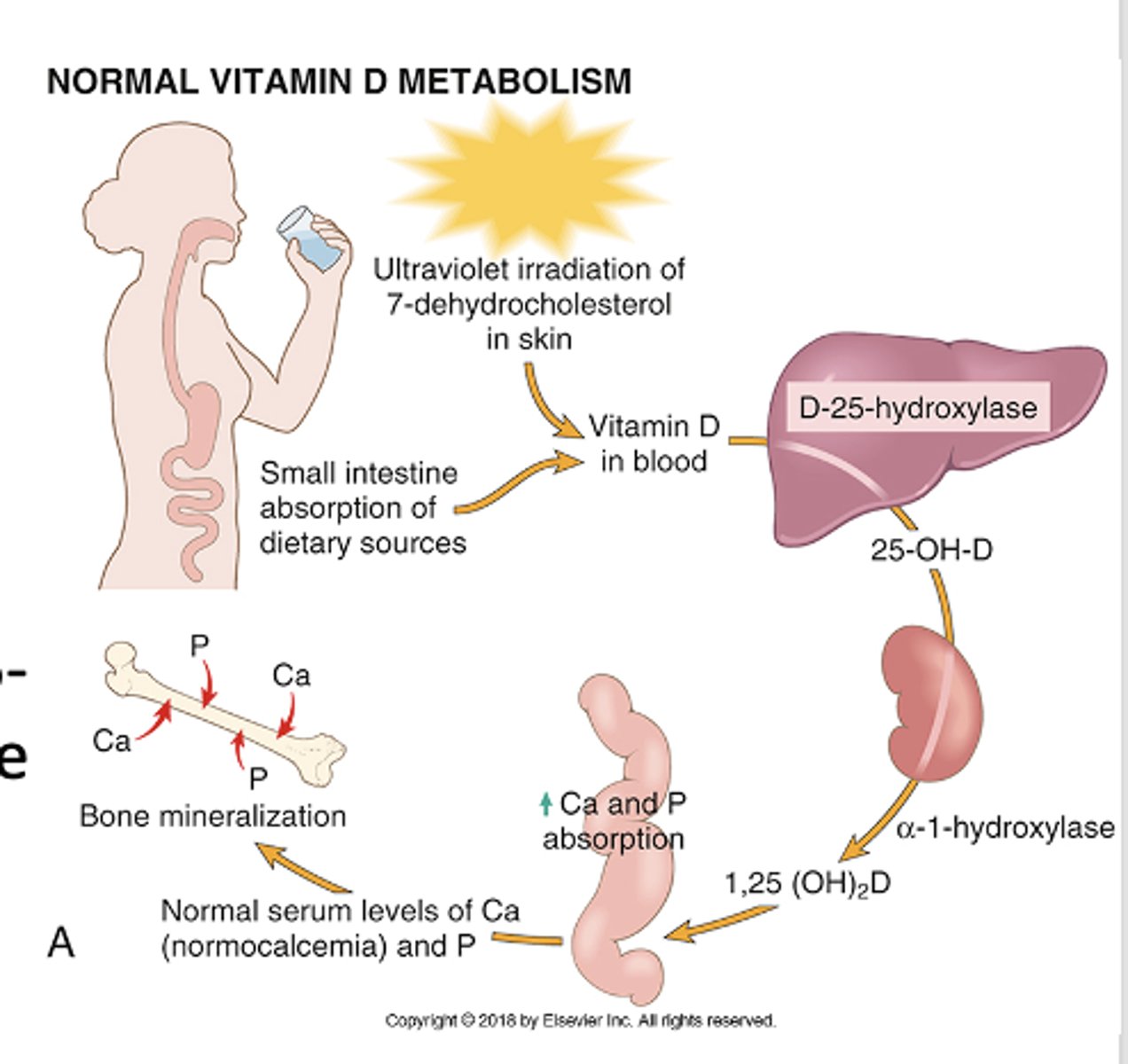 <p>Helps mineralize osteoid by: <br>- Increasing serum calcium, <br>- Increasing serum phosphate</p>