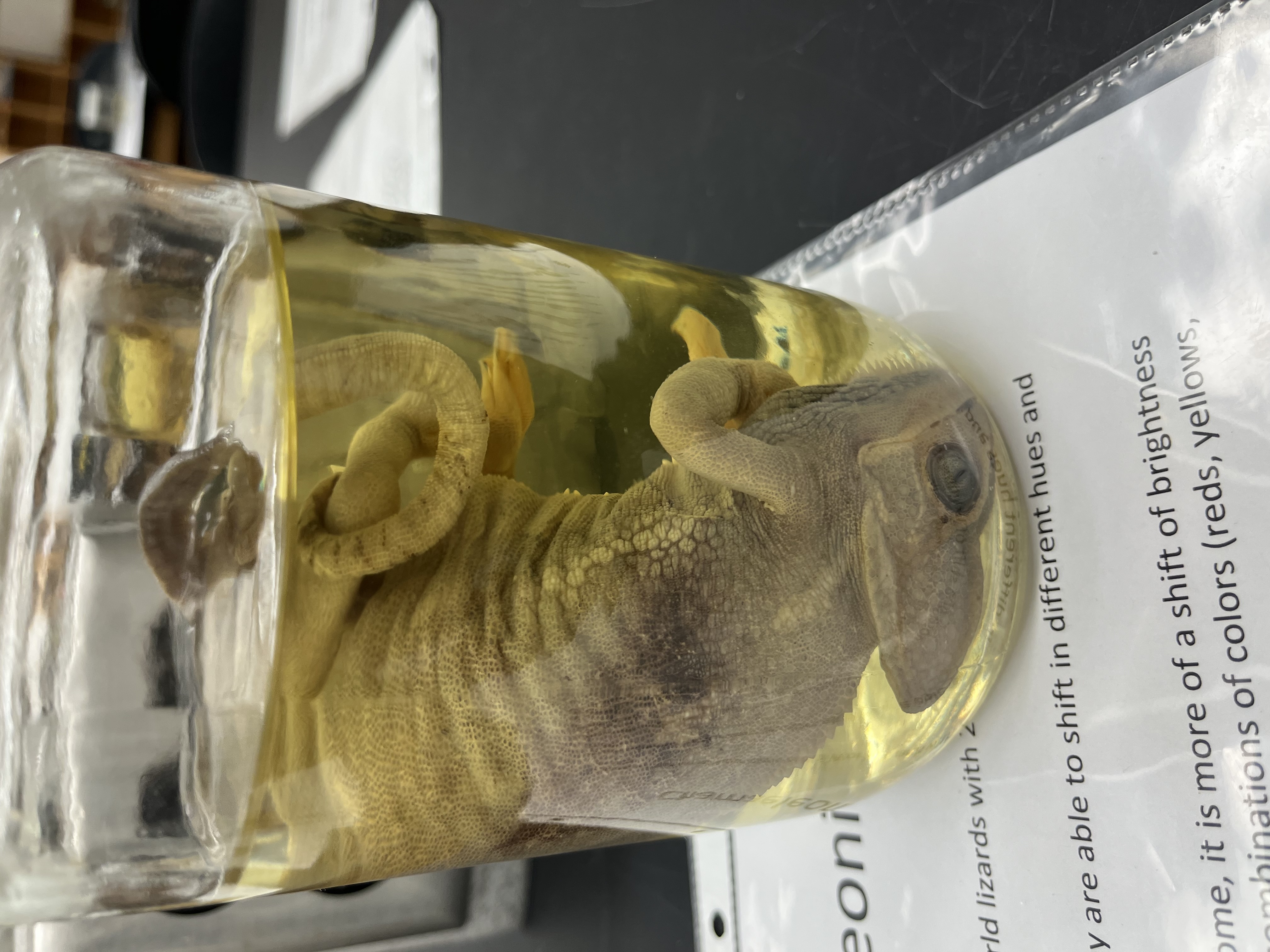 <ul><li><p>curled tail</p></li><li><p>large</p></li><li><p>large eyes</p></li></ul><p></p>