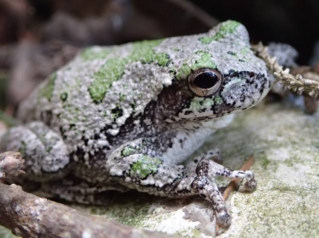 <p>Anura : Neobatrachia : Hyloidea : Hylidae : Hylinae</p>