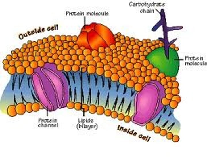 <p>(P &amp; A) surrounds and protects the cell; controls what goes in and out of the cell</p>