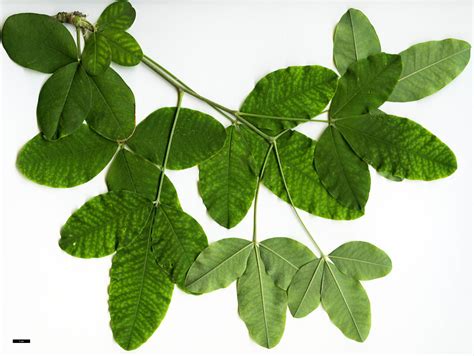 <p>Na zdj l. anagyroides </p>