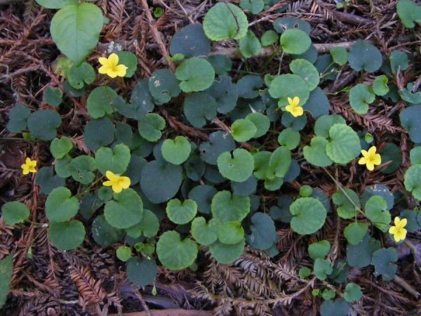 <p>Viola sempervirens</p>