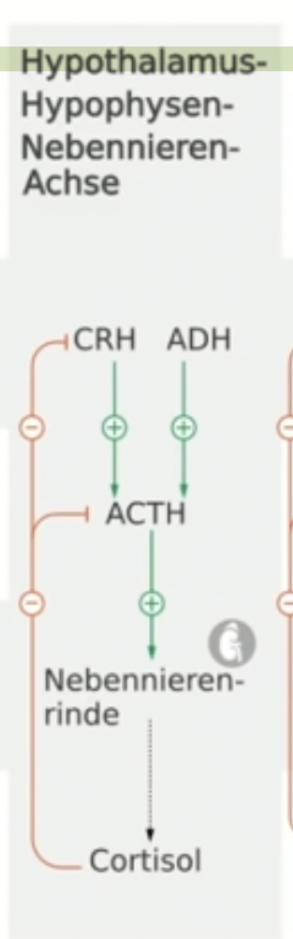 *  Hypothalamus-Hypophysen-Nebennieren-Achse = Stressachse= kortikotrope Achse


* löst Stressreaktion aus, Suppression des Immunsystems, Einfluss auf Energiehaushalt und Stimmunslage
* CRH (Corticotropin Releasing Hormon) und ADH aus Hypothalamus stimulieren zsm das ACTH (Adrenocorticotrope Hormone) in der Hypophyse
* ACTH fördert in der Nebennierenrinde die Sekretion der Steroidhormone (v.a. GlukokorticoidSteroidhormone) v.a. Cortisol -> beeinflusst wieder Hypothalamus und Hypophyse

 