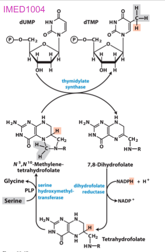 <p>Biosynthesis of dTMP vitamin</p>