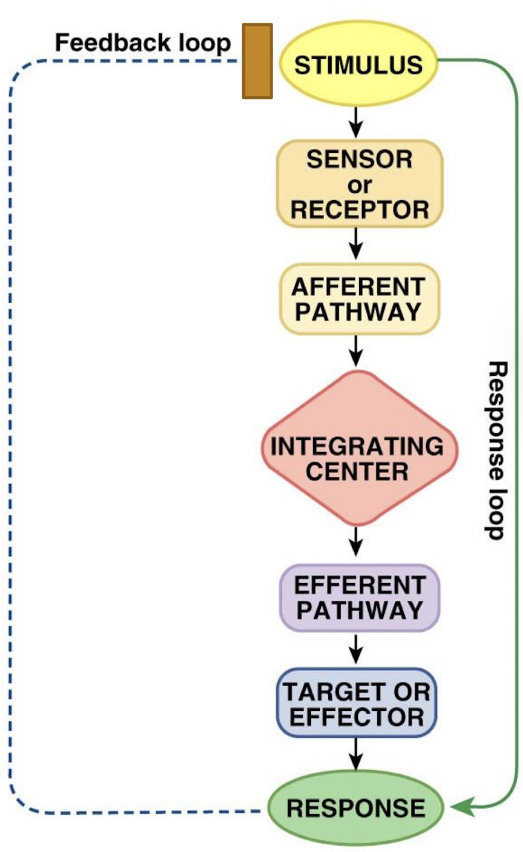 <p>tissue that carries out response and brings regulated variable back within desired range</p>