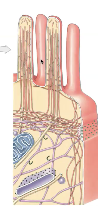 Chapter 2

What are the extensions that come out of a plasma membrane called