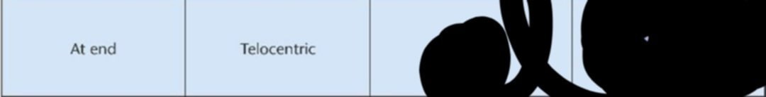 <p>What is the Metaphase and Anaphase shape of The centromere at the end with telocentric designation (Draw the figure to familiarize)</p>