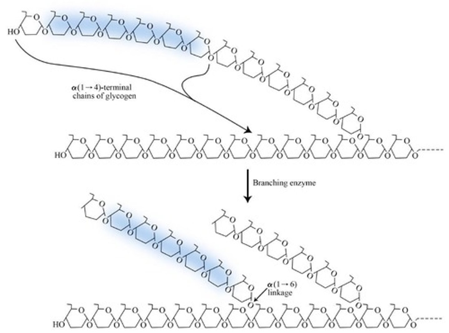 <p>It breaks the α-1,4 link and forms the α-1,6 branch, increasing the solubility of glycogen.</p>
