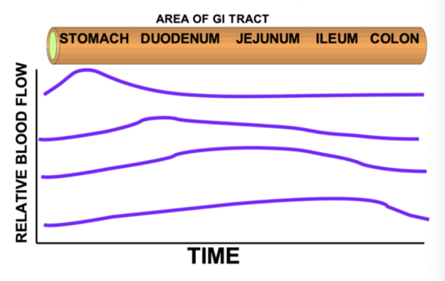 <p>sequential vasodilation during postprandial hyperemia:</p>
