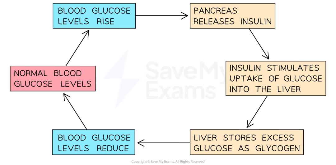 <ul><li><p>controls blood glucose concentration - otherwise cells in body lose or gain too much water by osmosis/brain receives too little glucose for respiration</p></li><li><p>controlled by pancreas and liver</p></li><li><p>if blood glucose too high: </p><ul><li><p>Cells in the <strong>pancreas</strong> detect the increased blood glucose levels</p></li><li><p>The pancreas produces the hormone <strong>insulin</strong>, secreting it into the blood</p></li><li><p>Insulin stimulates <strong>muscles</strong> and the <strong>liver</strong> to <strong>take up glucose</strong> from the bloodstream and<strong> store it as glycogen</strong> (a polymer of glucose)</p></li><li><p>This <strong>reduces</strong> the concentration of glucose in the blood back to normal levels, at which point the pancreas stops secreting insulin</p></li></ul></li></ul><p></p>