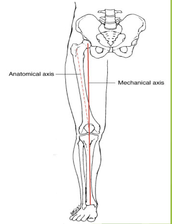 <p>When the medial and lateral femoral condyles sit in the same transverse plane, the shaft of the femur runs approximately 10 degrees lateral to a vertical line (this is normal). </p>