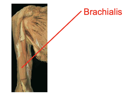 <p>Brachialis&nbsp;</p><p></p><p>Origin</p><ul><li><p>distal anterior humrous</p></li></ul><p>Inserition</p><ul><li><p>ulnar tuberosity</p></li><li><p>coroid process</p></li></ul><p></p><img src="https://knowt-user-attachments.s3.amazonaws.com/6d6c6c5c-a54c-4b5b-8d5d-d8e31de9dc2e.png" data-width="100%" data-align="center"><p>nerve</p><p></p>