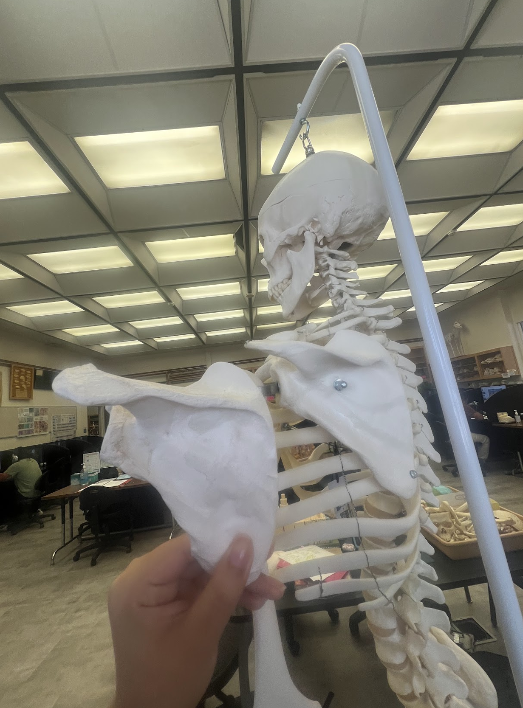<p>Right or left scapula…</p>