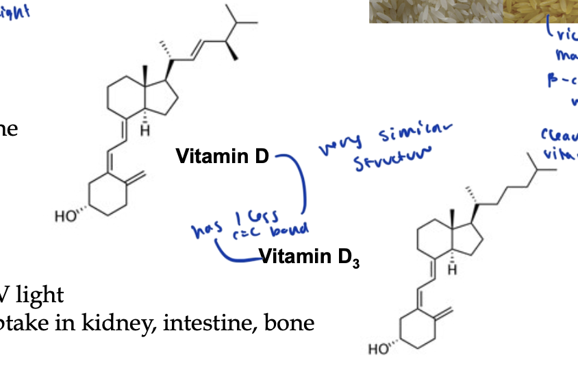 <p>D3 has one less double bond</p>