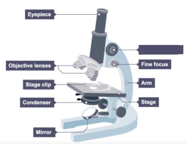 <p>Name the missing label on the microscope.</p>