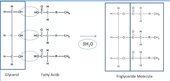 <p><span>(1) </span><span style="color: red">CONDENSATION</span><span> reaction<br>(2) 1 glycerol + 3 fatty acids<br>(3) </span><span style="color: blue">hydroxyl group + carboxyl group</span><span><br>(4) </span><strong><span>ester</span></strong><span> bond<br>(5) + </span><strong><u><span>3</span></u><span> </span></strong><span style="color: blue">H2O</span></p>