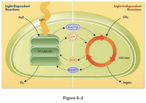 Which chemical shown in figure 8-3 is an electron carrier molecule?