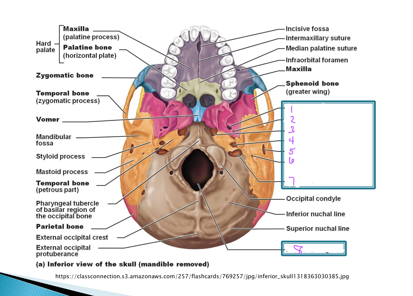 What foramen is indicated by number 3 in the image?