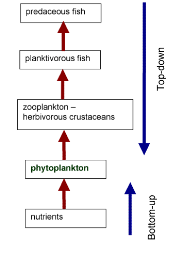<p>What is a trophic cascade? top-down management</p>