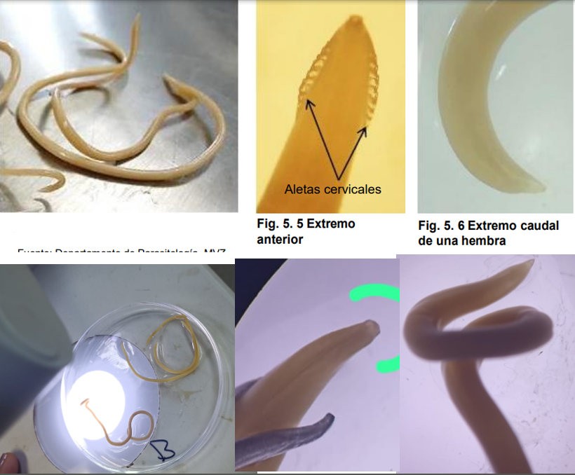 <ul><li><p>localización: intestino delgado</p></li><li><p>Huesped: perro, lobo y zorro</p></li><li><p>Ciclo de vida directo</p></li><li><p>Presenta alas cervical con estrias y<strong> tiene 3 labios</strong> (no tiene capsula bucal)</p></li><li><p>M: espiculas y proceso digitiforme</p></li></ul>