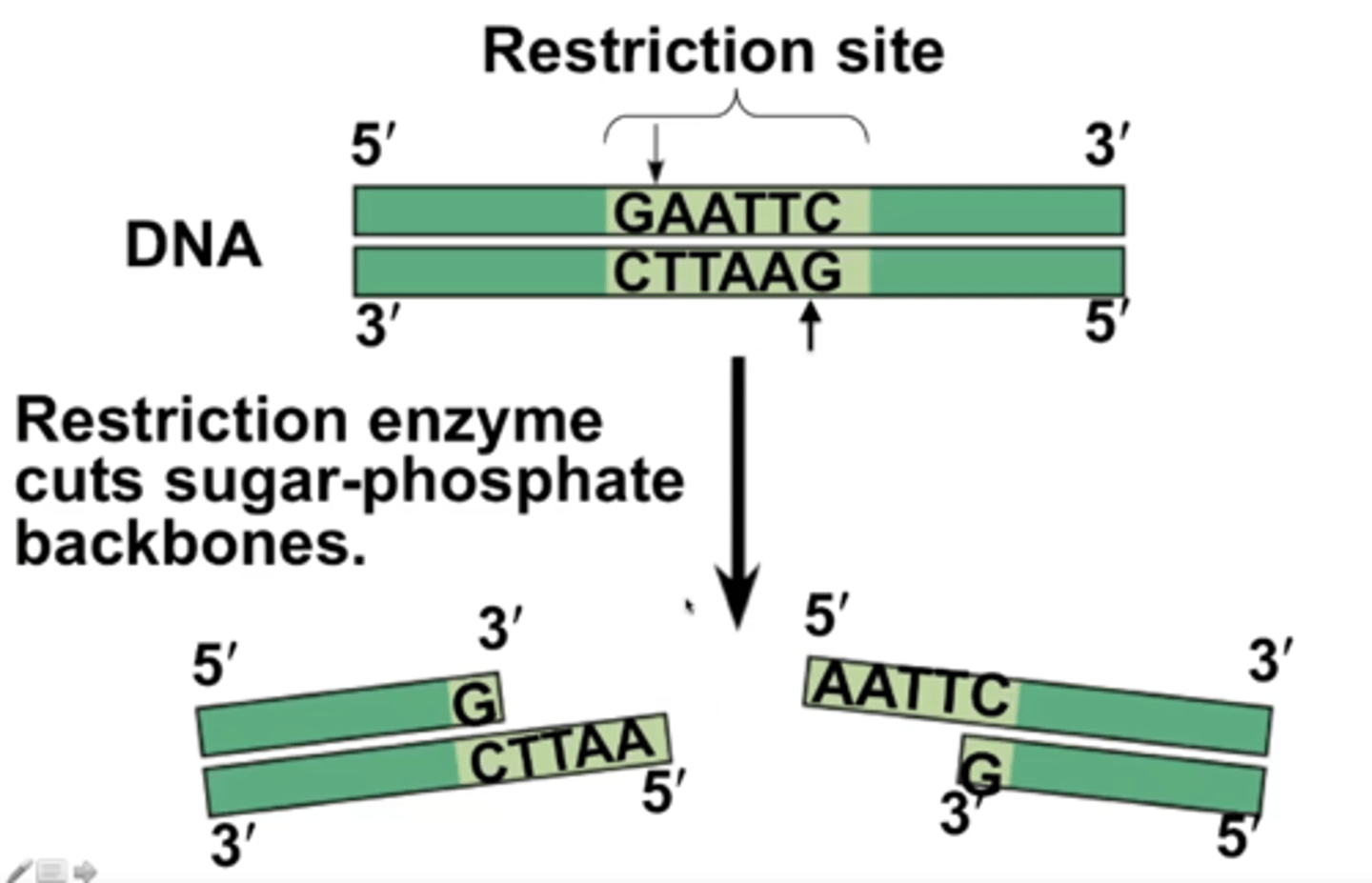 <p>cut the sugar-phosphate backbone at the restriction site</p>
