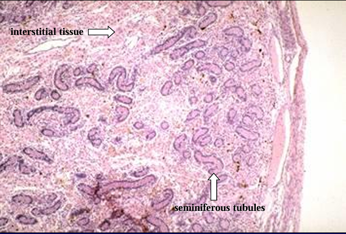 <p>Parenchyma of testis, 1-day-old pig. </p><p> The seminiferous tubules and the interstitial tissue are shown</p>